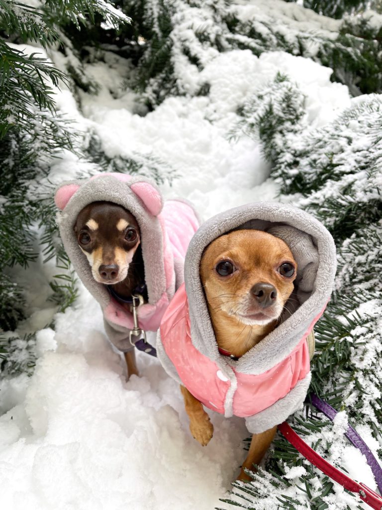 dogs in winter clothes in the snow