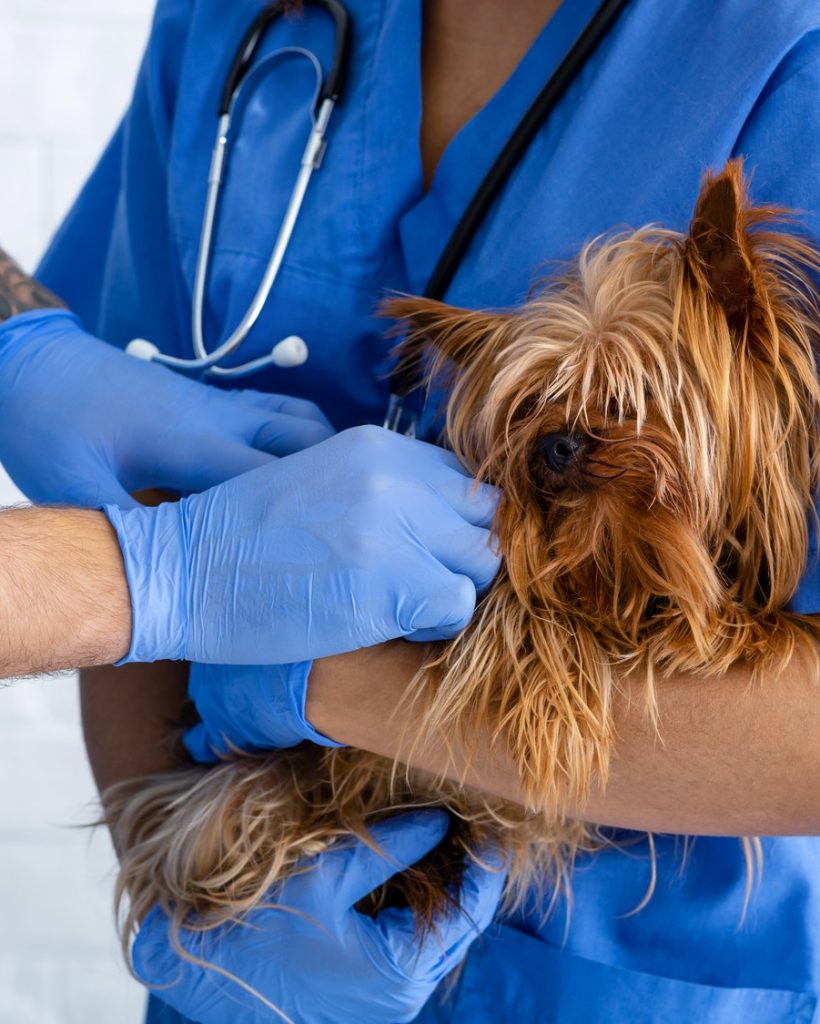 vet-doctors-working-with-little-dog-at-animal-clinic-close-up.jpg